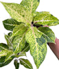 Aglaonema “Lak Sap See Thong”