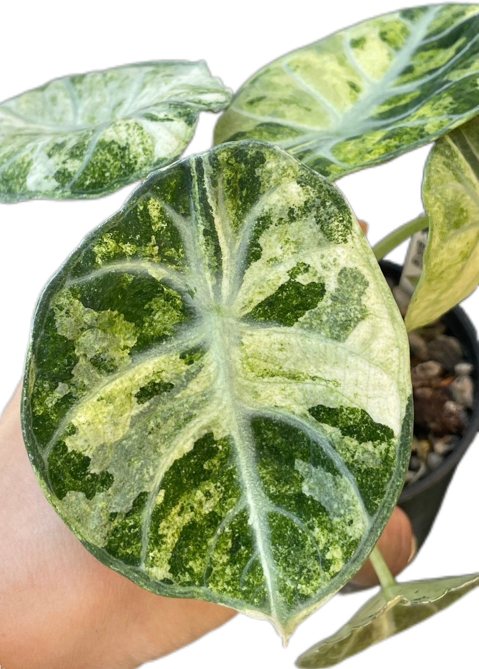 Alocasia Black Velvet Ninja Splash – FloristaPearl Garden