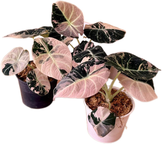 Alocasia Black Velvet Pink Variegated Set of 5 Plants (Big)