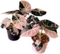 Alocasia Black Velvet Pink Variegated Set of 5 Plants (Big)