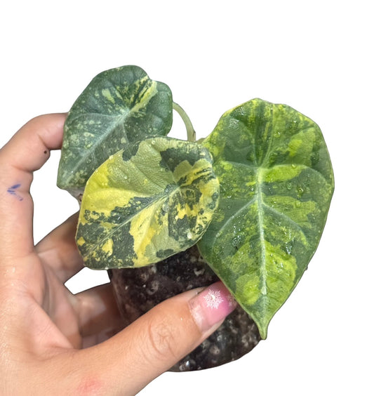 Alocasia Maharani Gold Lime Variegated