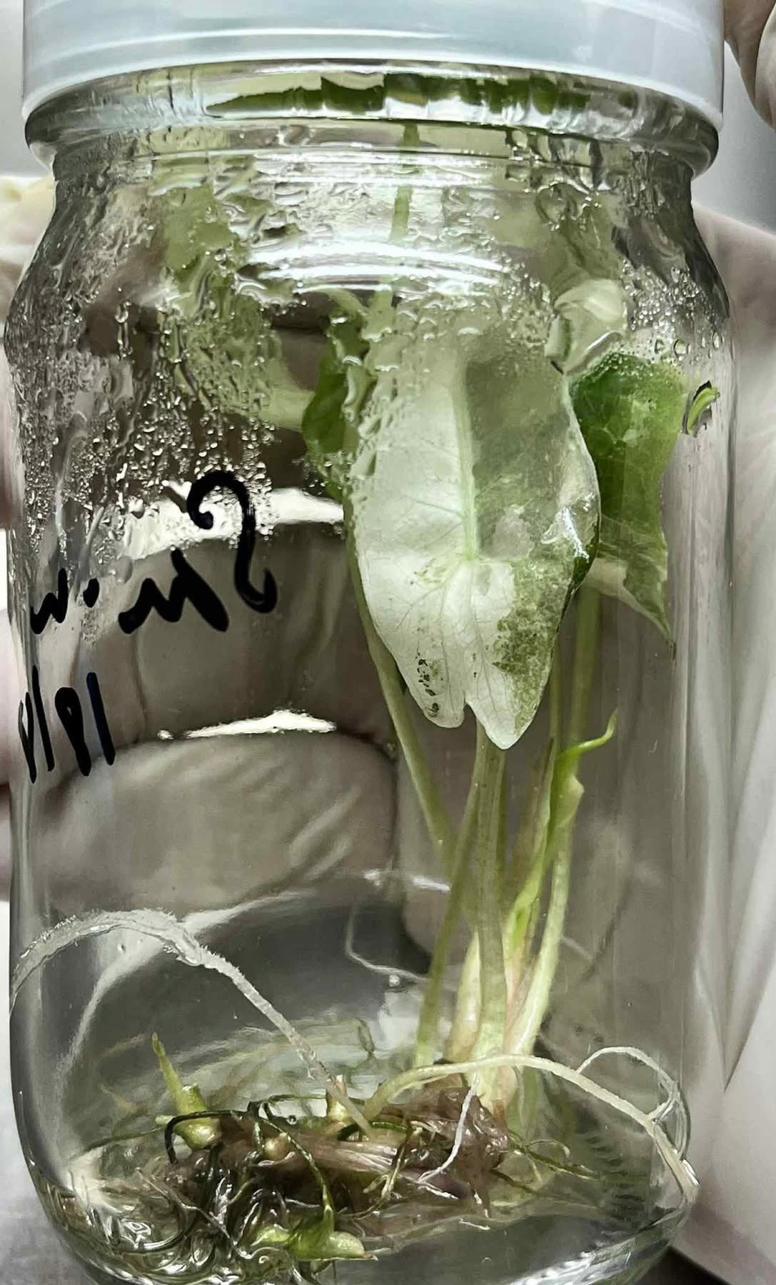 Alocasia Sanderiana Pink Variegated Tissue Culture – Wholesale