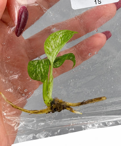 Monstera Deliciosa ‘Devil Monster’ – Tissue Culture Plantlets | Wholesale Set of 10 Plants | Authentic Lab-Grown