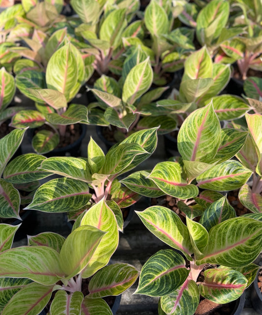 Aglaonema Amber | Wholesale Set of 10 Plants