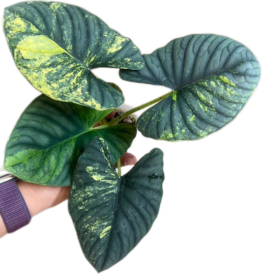 Alocasia Nebula Variegated