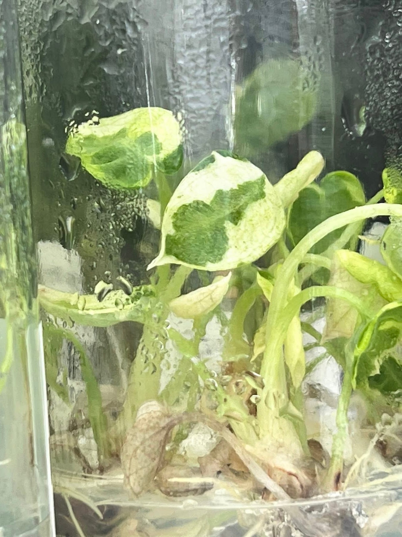 Alocasia Black Velvet “Ninja” – Tissue Culture (Wholesale)