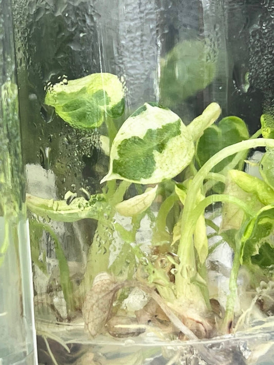Alocasia Black Velvet “Ninja” – Tissue Culture (Wholesale)
