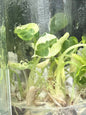 Alocasia Black Velvet “Ninja” – Tissue Culture (Wholesale)