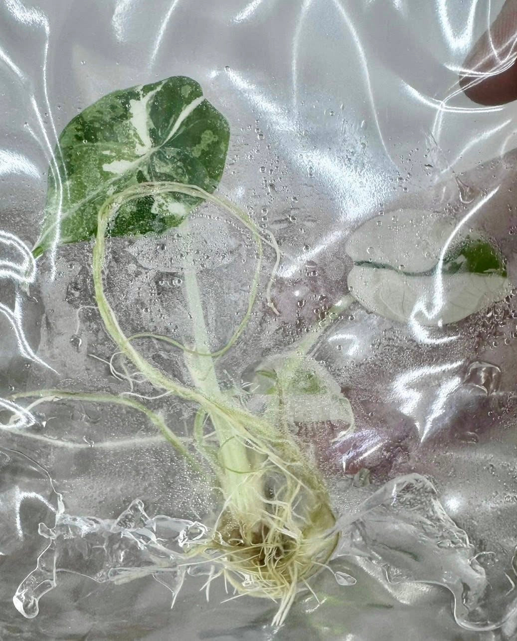 Alocasia Maharani Albo Variegated – Plant Tissue Culture (Wholesale)