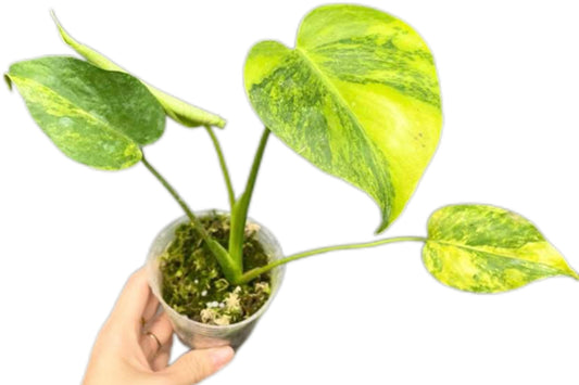 Monstera Deliciosa “Yellow Marilyn” Set of 10 Plants (Bundle Sale)