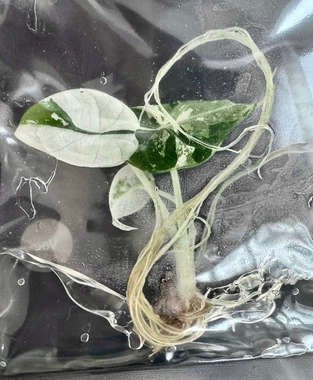 Alocasia Maharani Albo Variegated – Plant Tissue Culture (Wholesale)