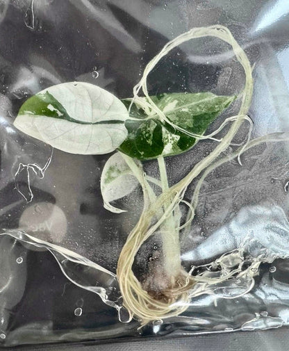 Alocasia Maharani Albo Variegated – Plant Tissue Culture (Wholesale)