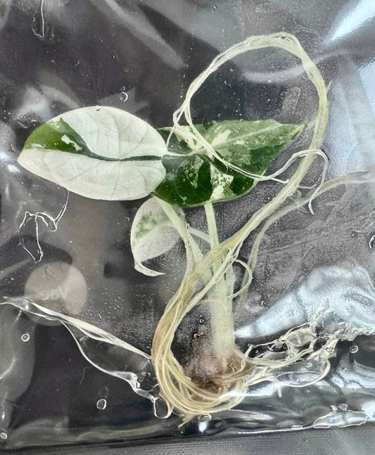 Alocasia Maharani Albo Variegated – Plant Tissue Culture (Wholesale)