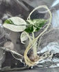 Alocasia Maharani Albo Variegated – Plant Tissue Culture (Wholesale)