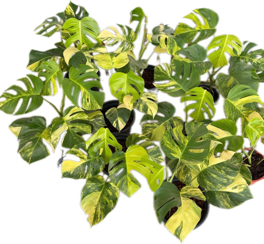Monstera Aurea Borsigiana Variegated (3–5 Leaves) – Set of 10 Plants | Wholesale