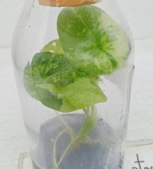 Alocasia Sinuata Variegated – Tissue Culture (Wholesale)