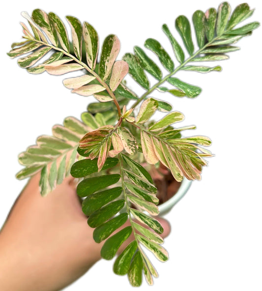 Phyllanthus urinaria “Pink Variegata”