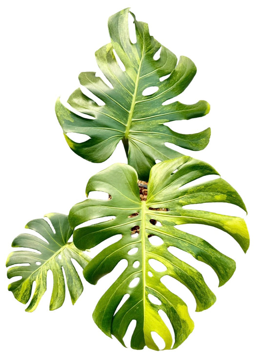 Monstera Deliciosa Yellow Variegated (Grown from Seed) NOID – Actual Plant