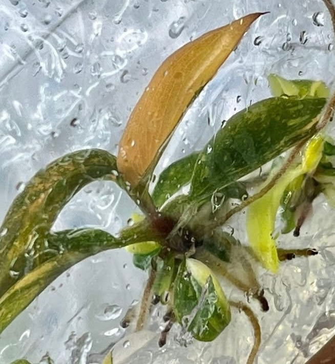 Philodendron Caramel Marble Variegated – Plant Tissue Culture (Wholesale)