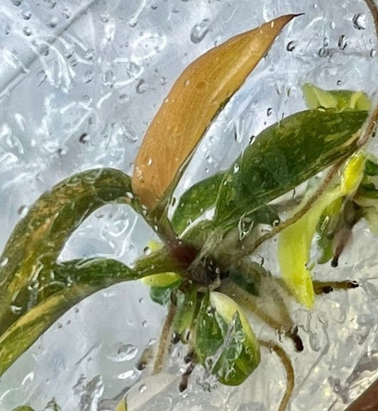 Philodendron Caramel Marble Variegated – Plant Tissue Culture (Wholesale)