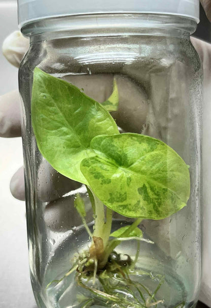 Alocasia Silver Dragon Variegated – Tissue Culture Wholesale 