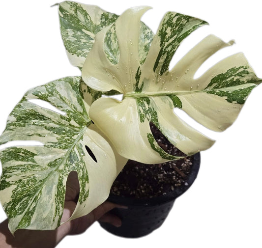 Monstera Deliciosa “White Snow”