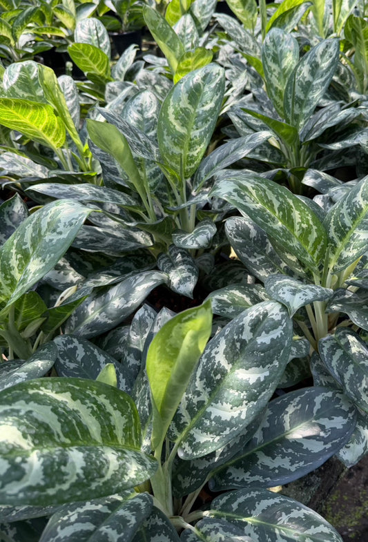 Aglaonema “Green Hybrid” | Set of 10 Plants