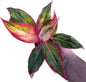 Aglaonema “Aura Som”