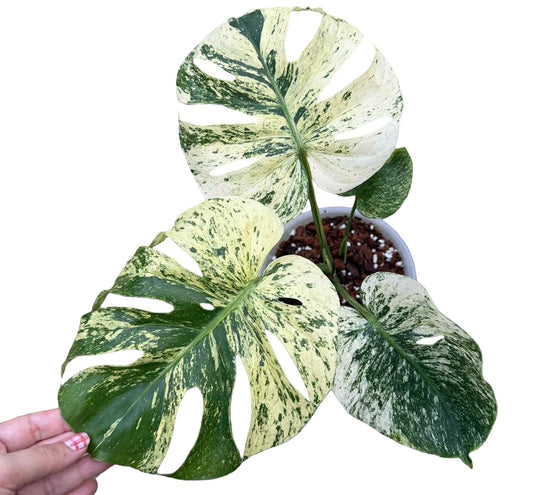 Monstera Deliciosa “Siam Mint” Variegated- Actual Plant