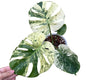 Monstera Deliciosa “Siam Mint” Variegated- Actual Plant