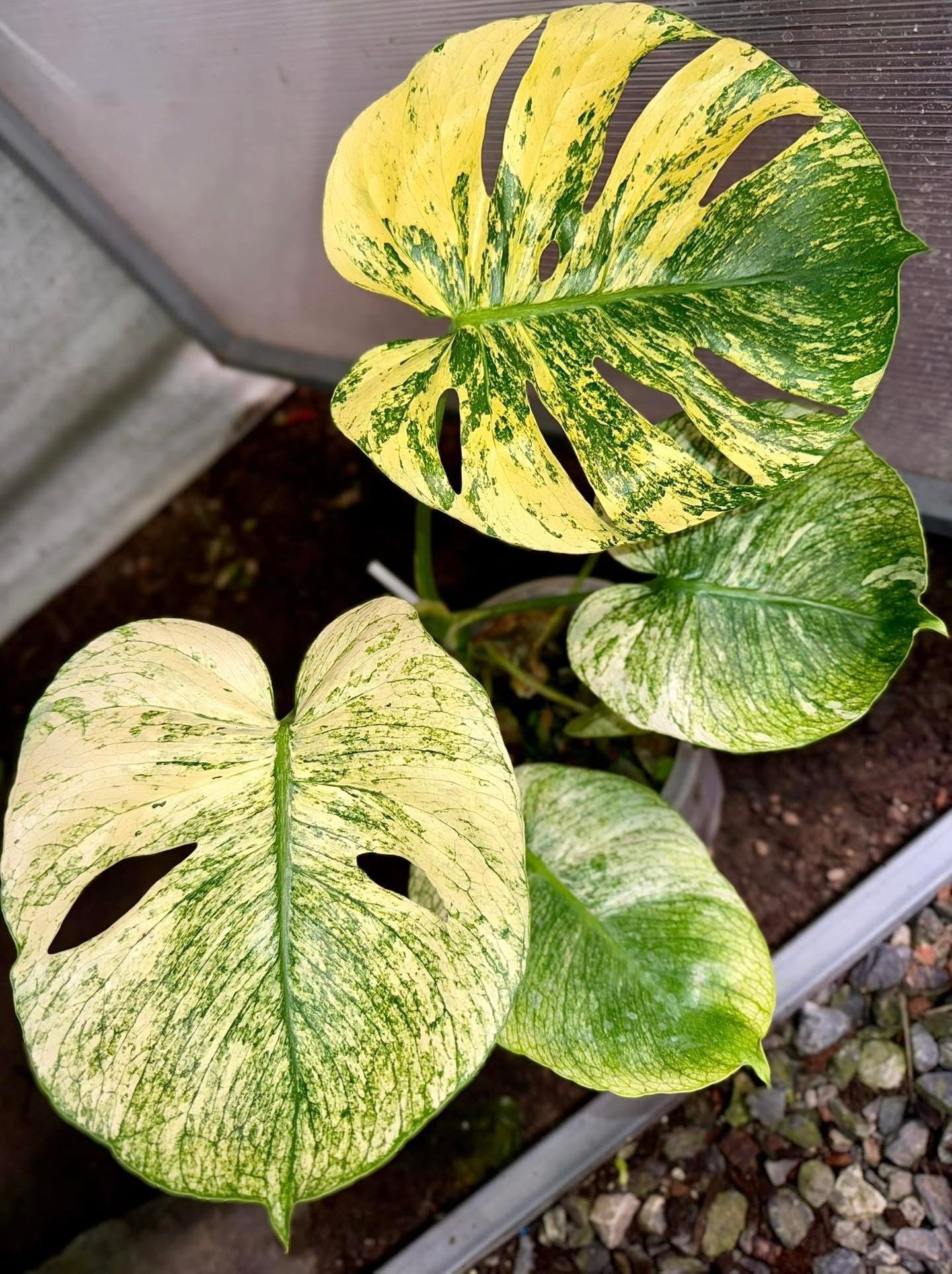 モンステラ・ポトス Monstera Deliciosa Mint Siam Variegata Buy Monstera Deliciosa “Mint Siam” | Thailand Export