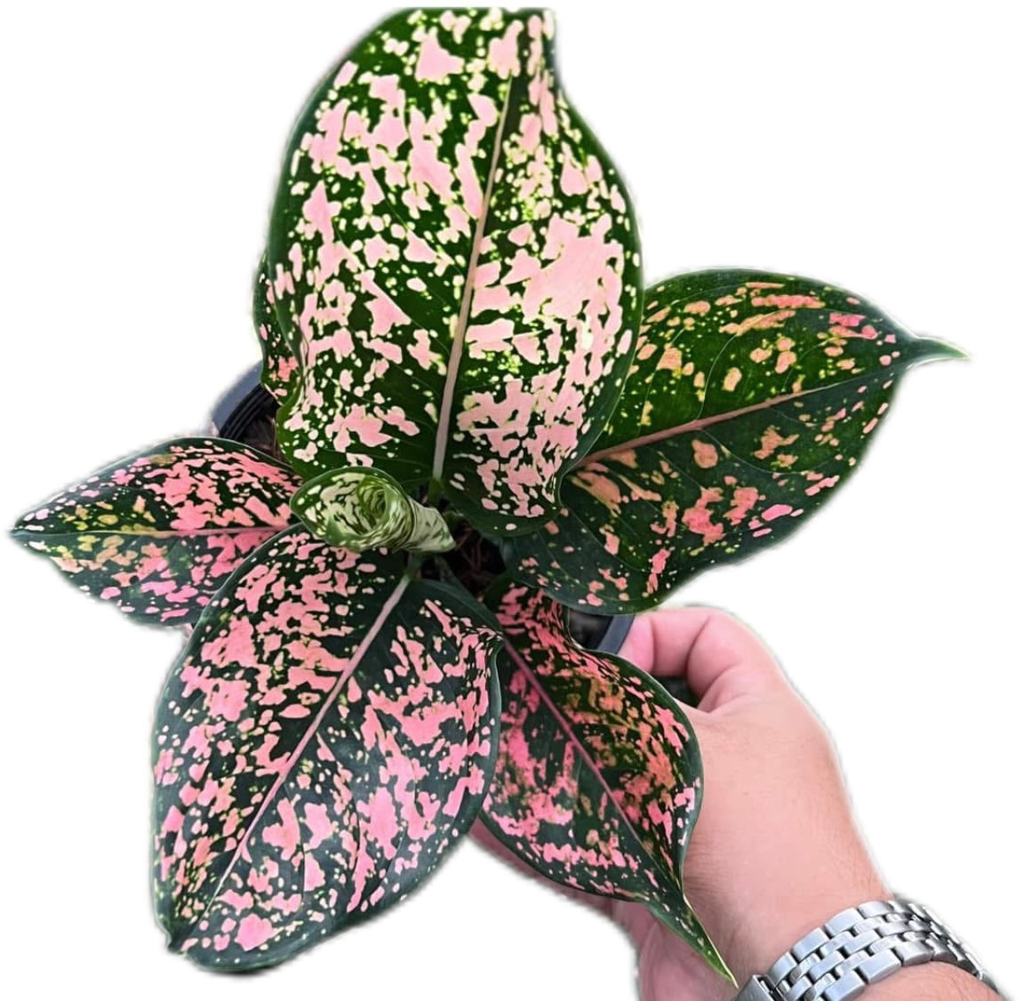 Aglaonema “Rub Ngern Rub Thong”