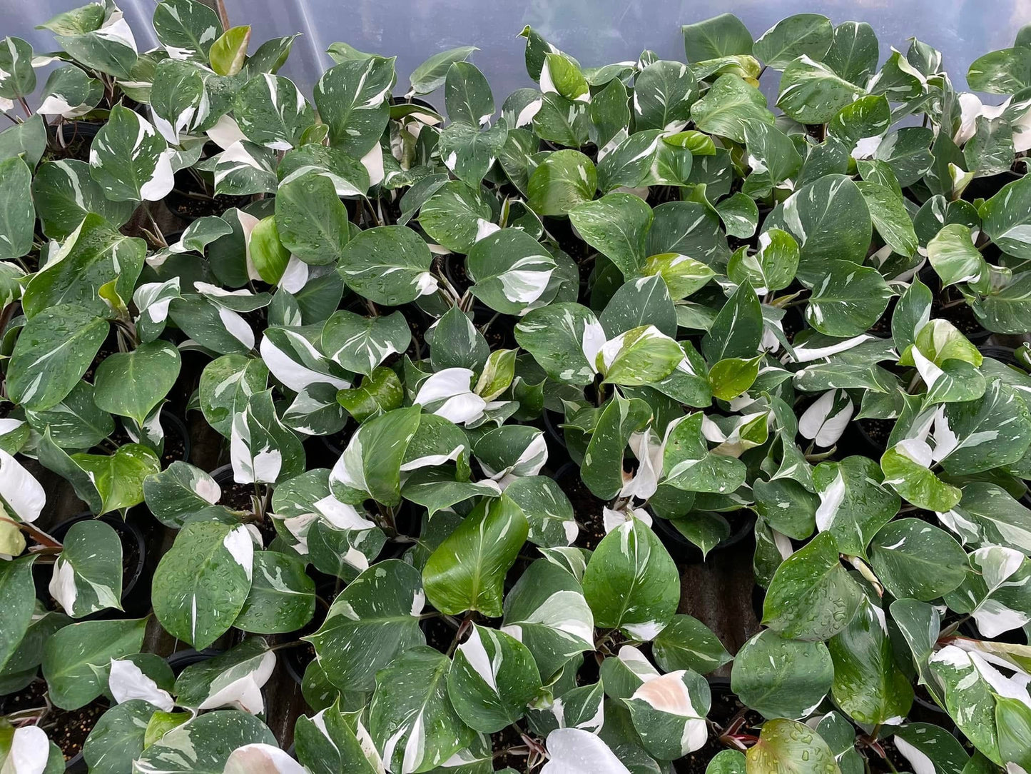 Philodendron White Knight Variegated