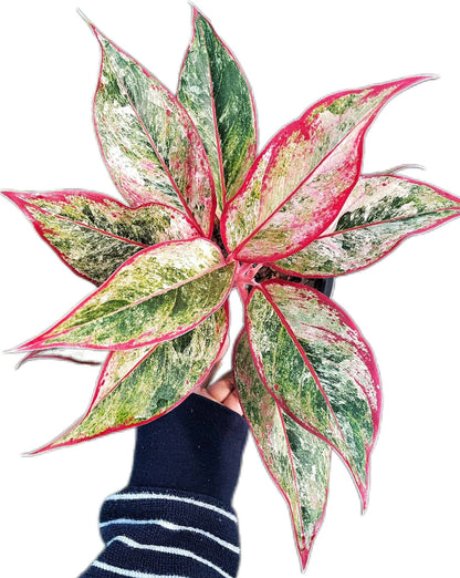 Aglaonema “Siam Aurora”