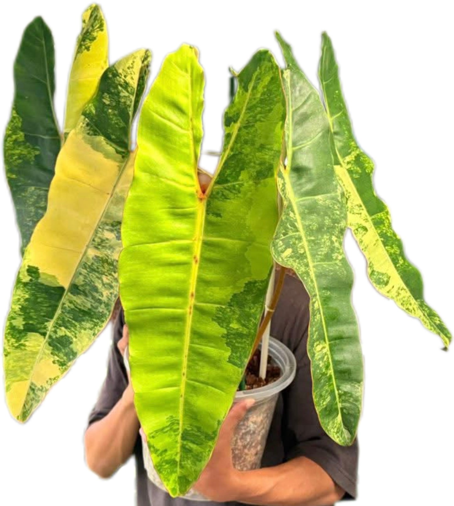 Philodendron Billiteae Variegated Big Size 5 Leaves