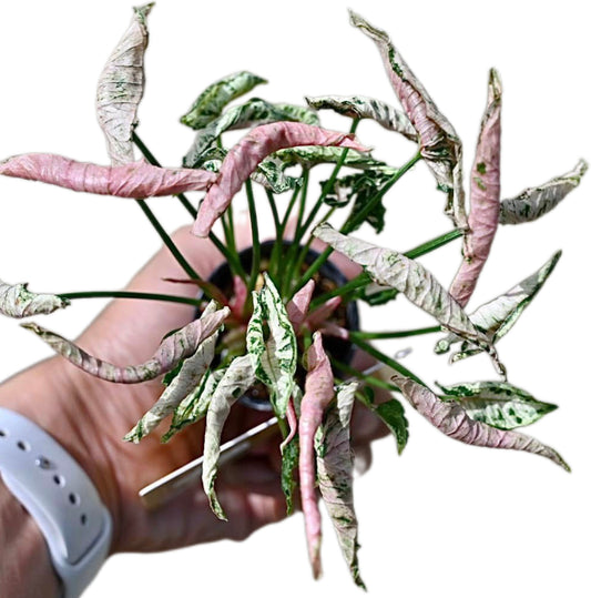 Syngonium “Pink Rolli” Set of 10 Plants