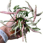 Syngonium “Pink Rolli” Set of 10 Plants