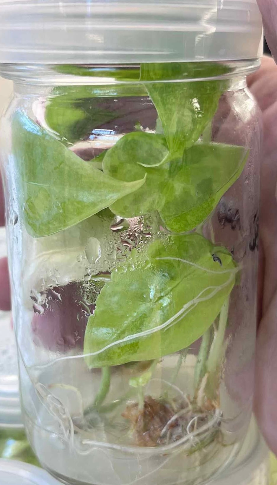 Alocasia Longiloba Aurea Variegated – Tissue Culture (Wholesale) 