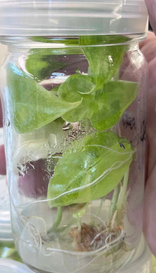 Alocasia Longiloba Aurea Variegated – Tissue Culture (Wholesale) 