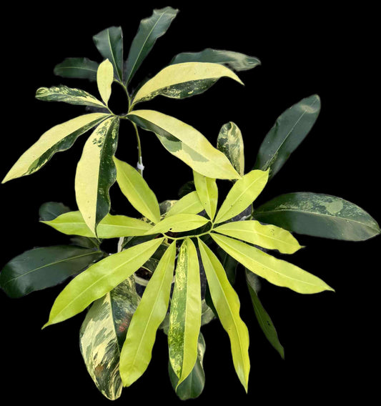 Philodendron Goeldii Aurea Variegated – Actual Plant