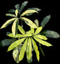 Philodendron Goeldii Aurea Variegated – Actual Plant