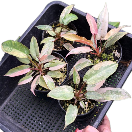 Philodendron Atabapoense Pink Variegated