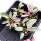 Philodendron Atabapoense Pink Variegated