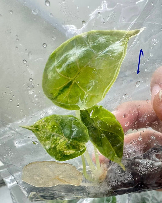 Alocasia Azlanii Aurea Variegated – Tissue Culture (Wholesale)