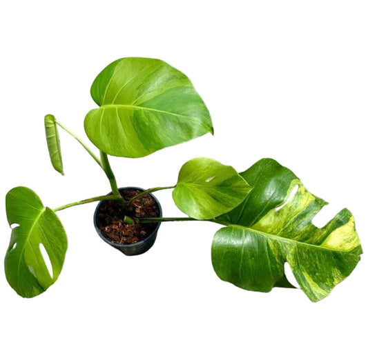 Monstera Borsigiana Green on Green Lemon – Actual Plant