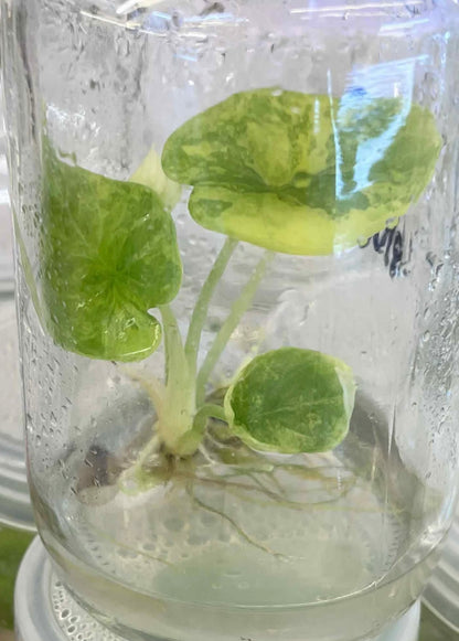 Alocasia Silver Dragon Aurea Variegated – Tissue Culture (Wholesale) Set of 10 Plants