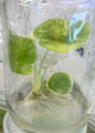 Alocasia Silver Dragon Aurea Variegated – Tissue Culture (Wholesale)