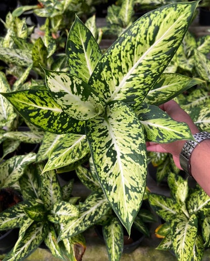 Aglaonema “Rub Thong”