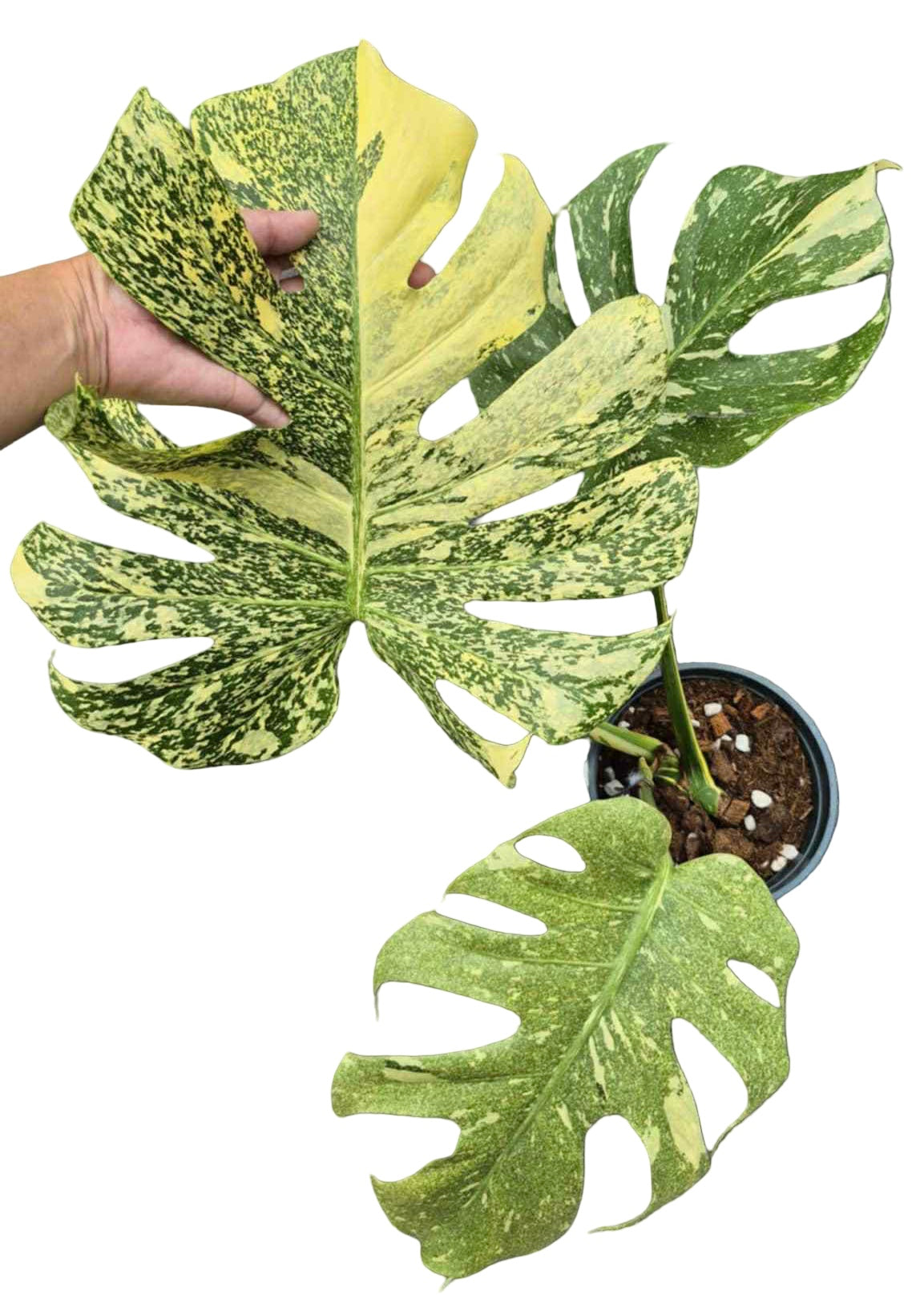 Monstera Deliciosa “Starlight” Variegated– Actual Plant