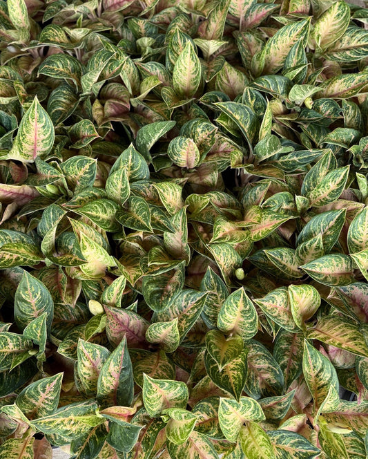 Aglaonema ‘Black Sun Nutrala’ | Wholesale Set of 5 Plants